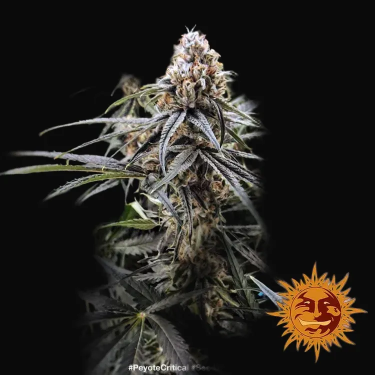 Peyote Critical