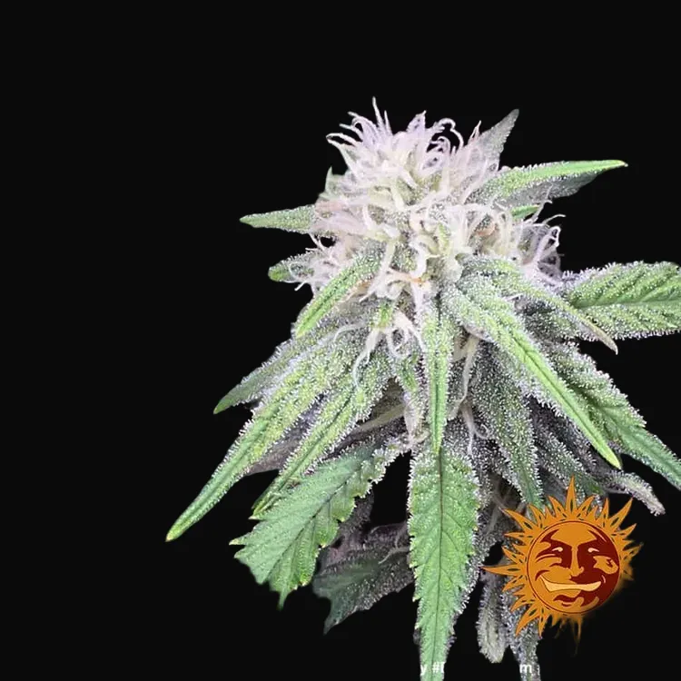 Peyote Critical