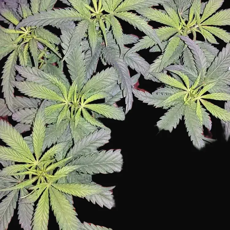 Phatt Fruity
