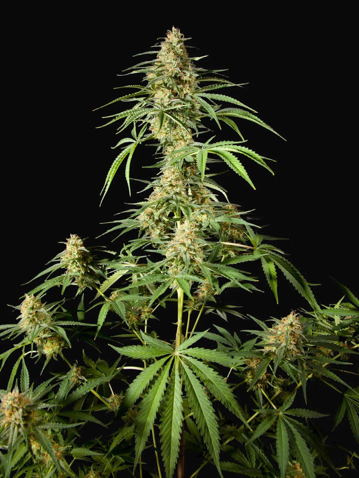 Philo Skunk