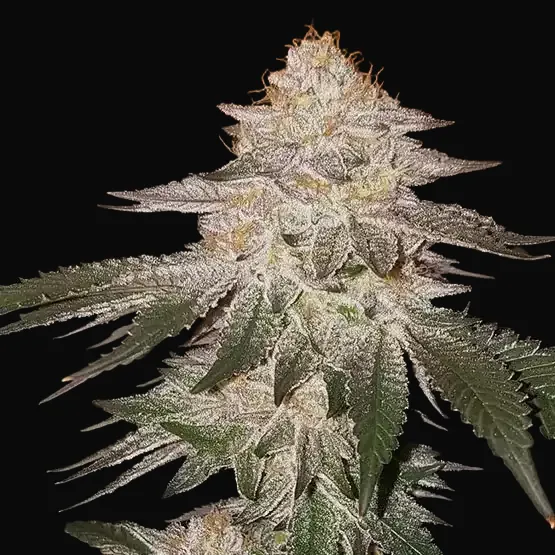 Pina RBX2 Auto