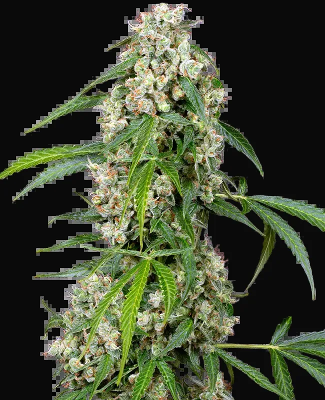 Pineapple Automatic