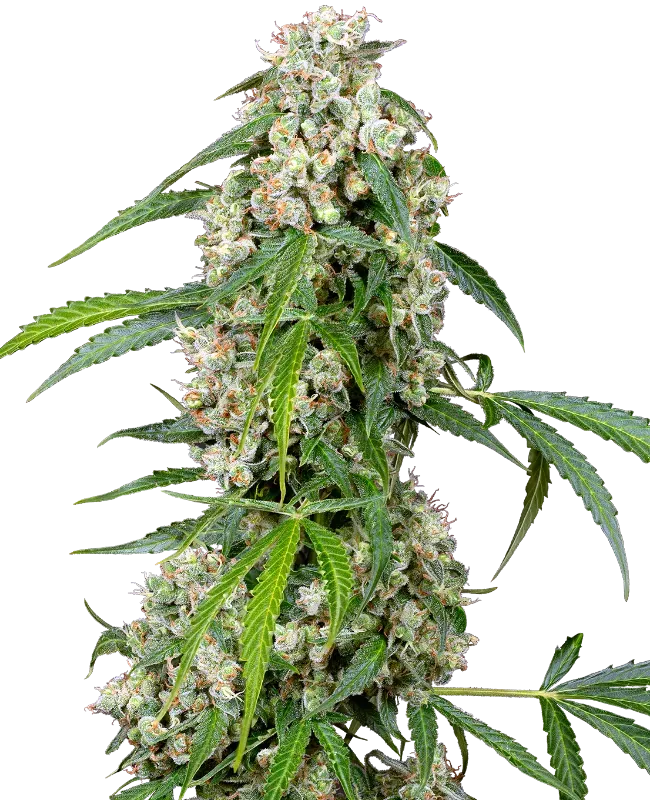 Pineapple Automatic