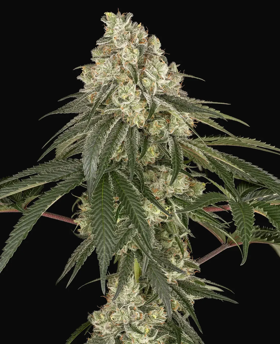Pineapple Blossom Feminized