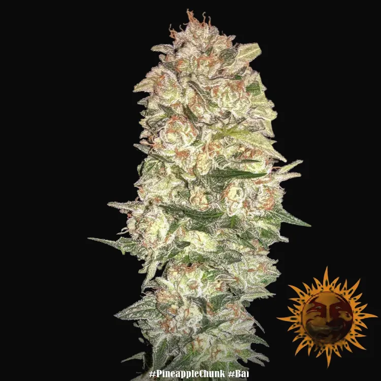 Pineapple Chunk