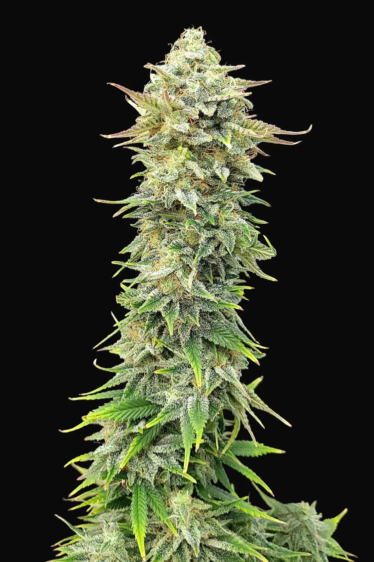 Pineapple Dream