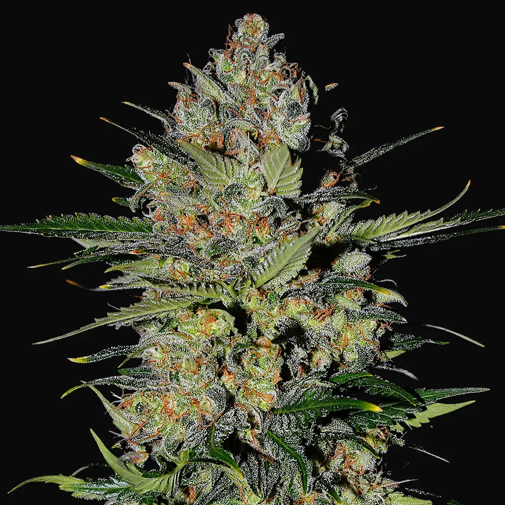 Pineapple Express 2 Auto