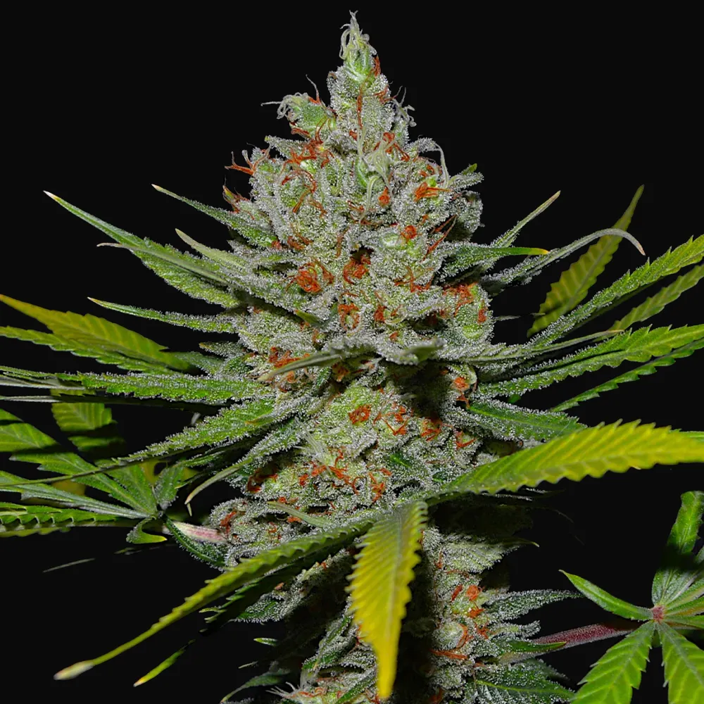 Pineapple Express 2