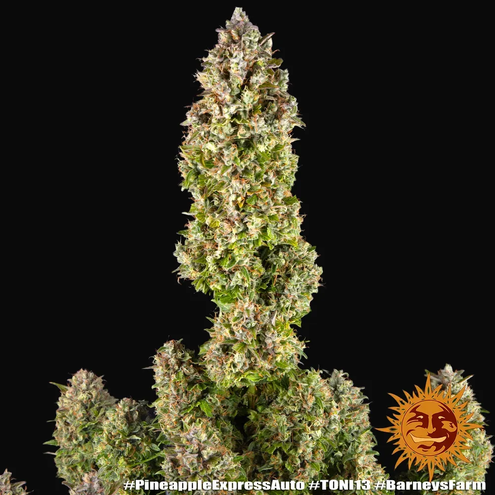 Pineapple Express Auto