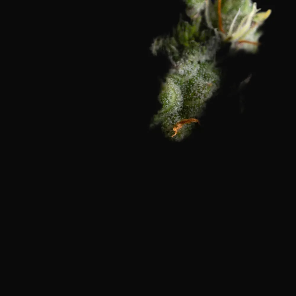 Pineapple Express Auto
