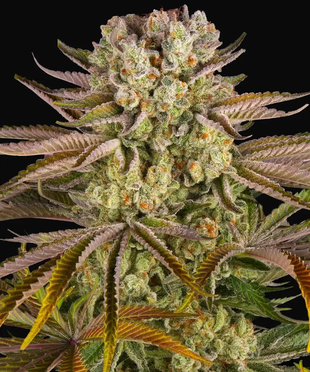 Pineapple Express