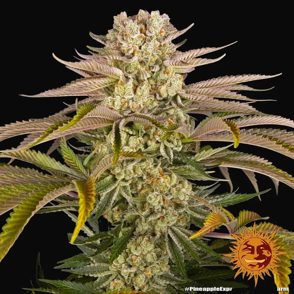 Pineapple Express