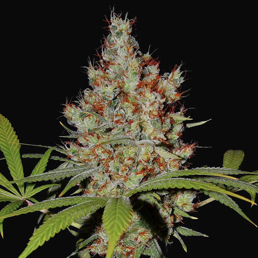 Pineapple Express