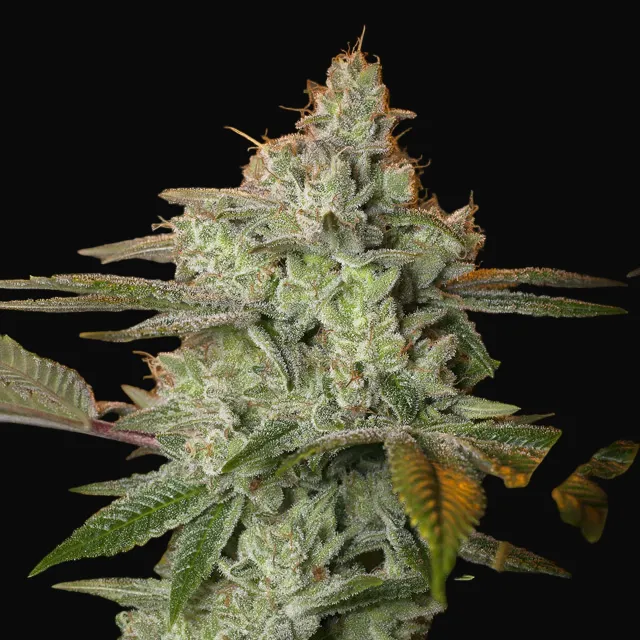 Pineapple Fruit x Alien Rock