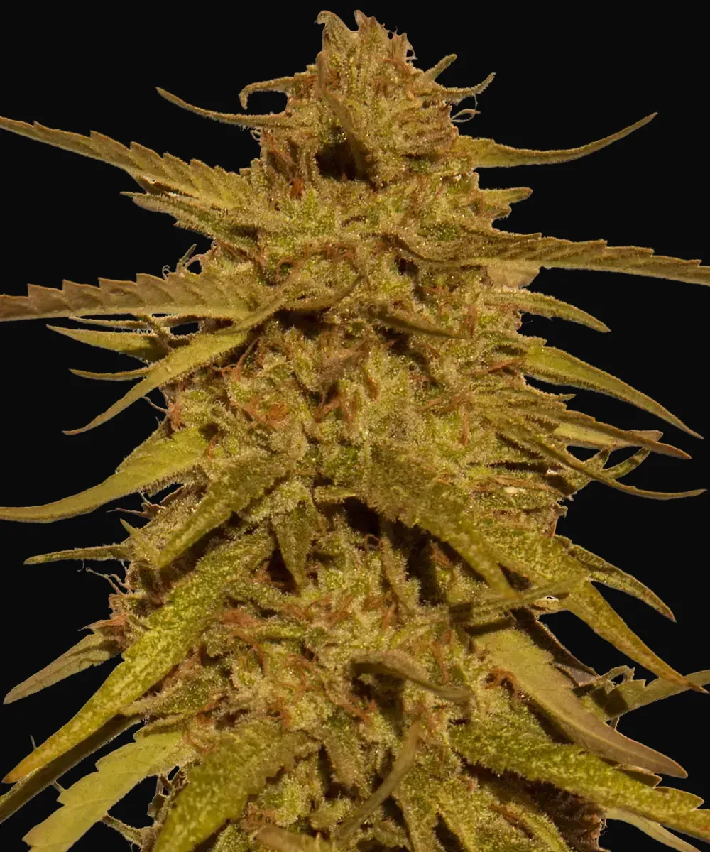 Pineapple Haze - Regular