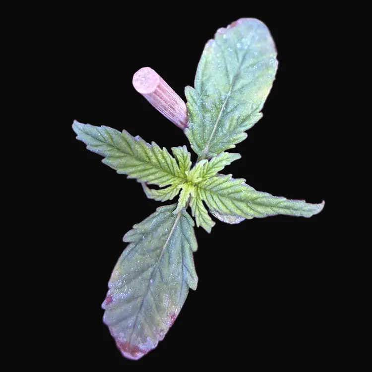 Pineapple Haze - Regular