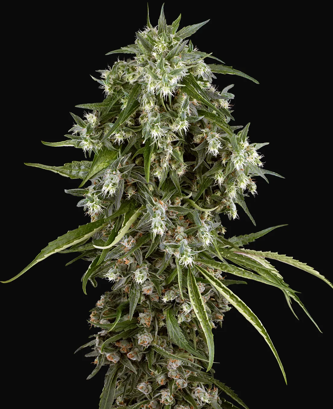Pineapple Jack Feminized