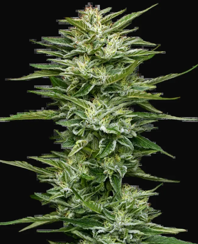 Pineapple Kush Cake Automatic