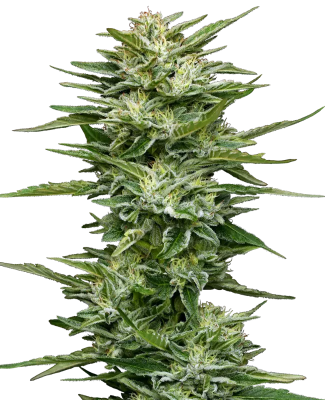 Pineapple Kush Cake Automatic