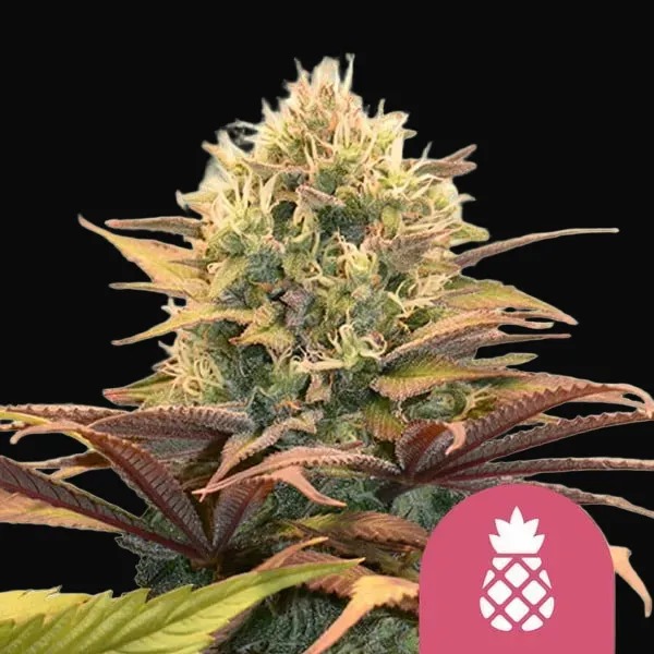 Pineapple Kush