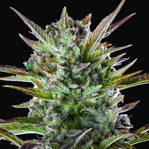 Pineapple Kush