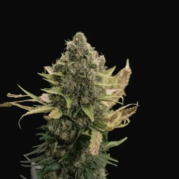 Pineapple Kush
