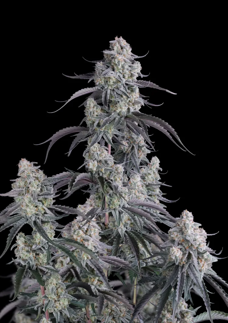 Pineapple OG Auto