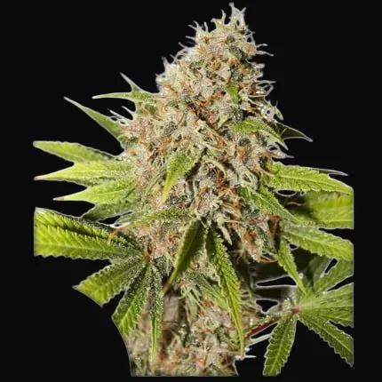 Pineapple Poison