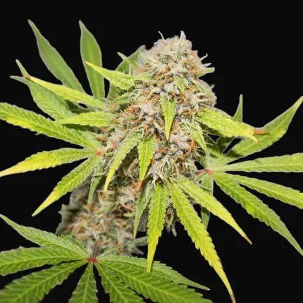 Pineapple Poison