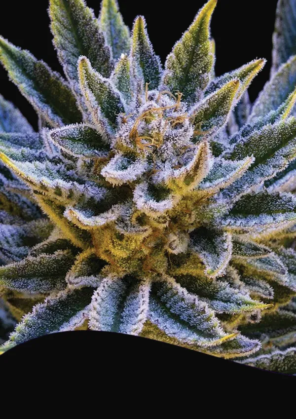 Pineapple Runtz Auto