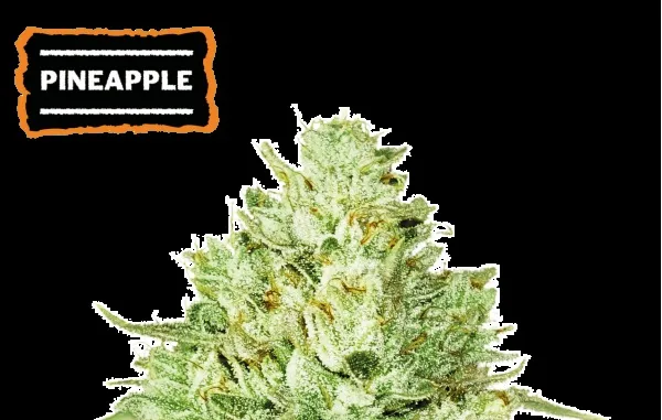 Pineapple