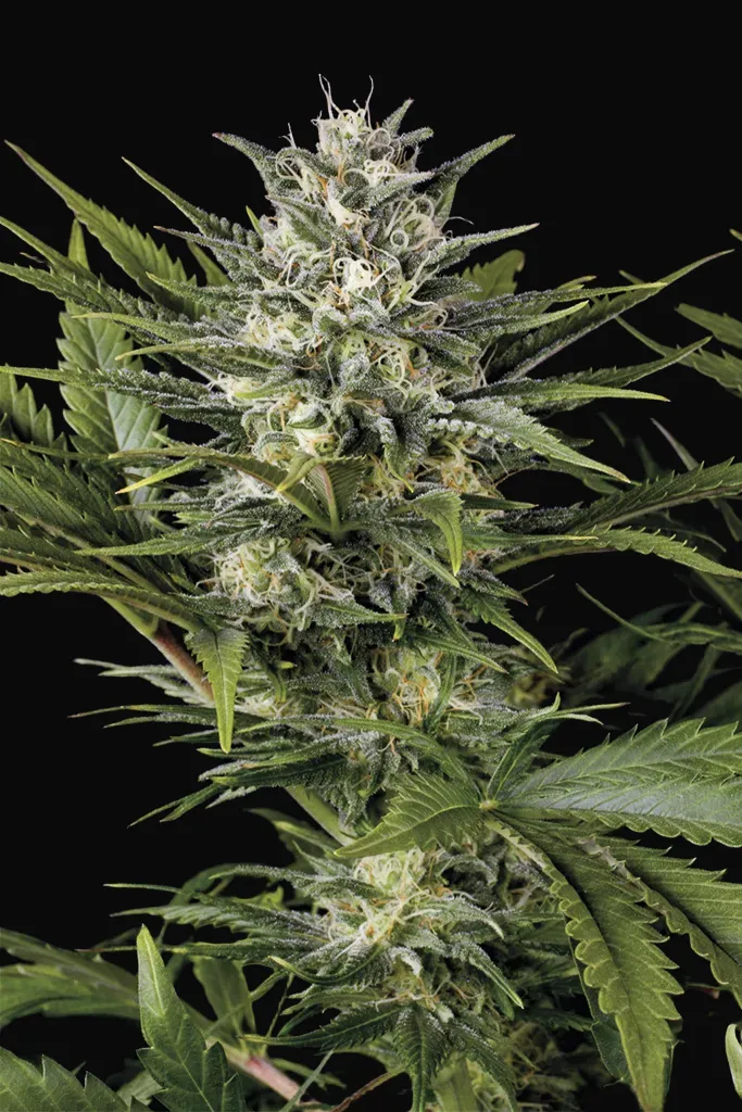 Pineapple Skunk