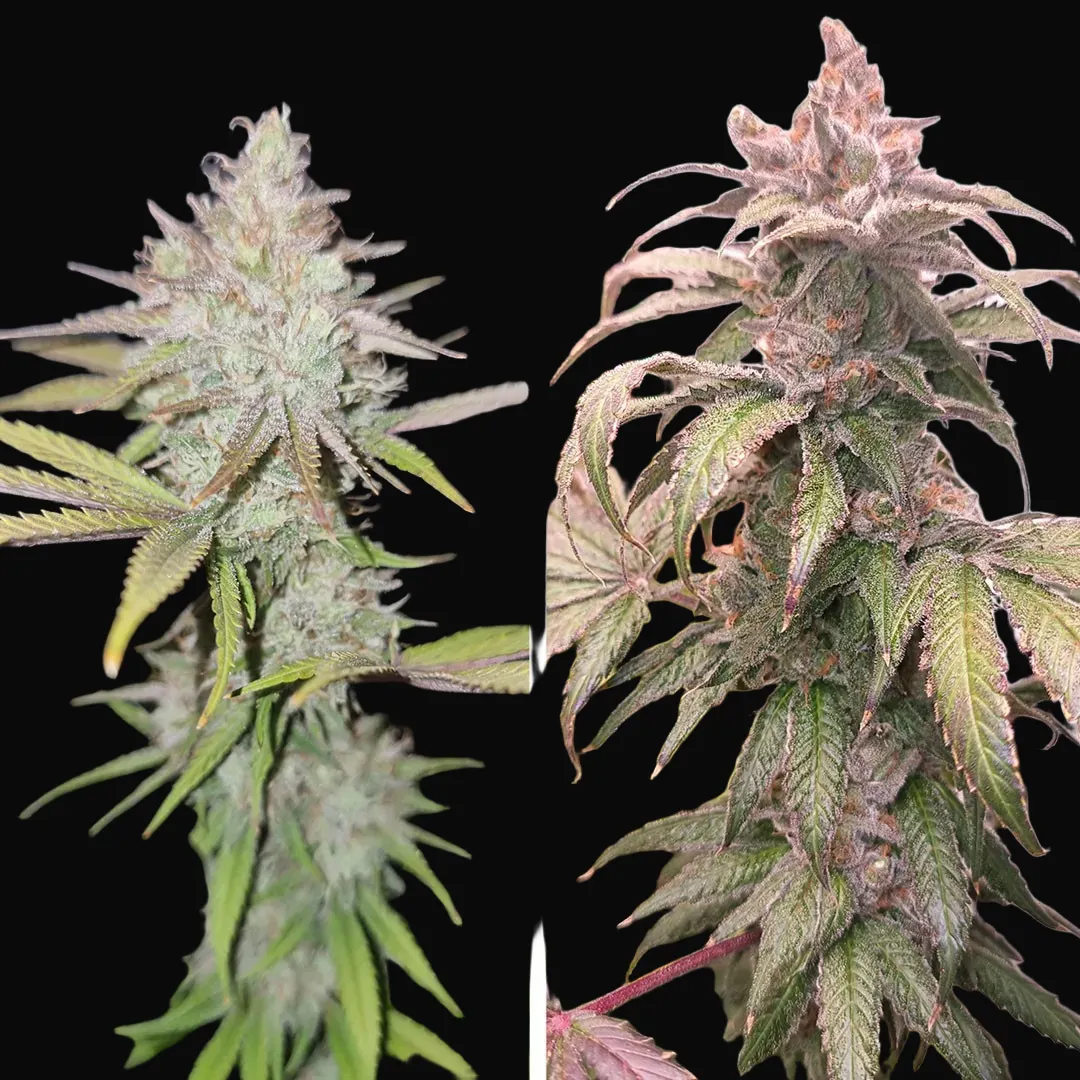 Pink Banana Runtz