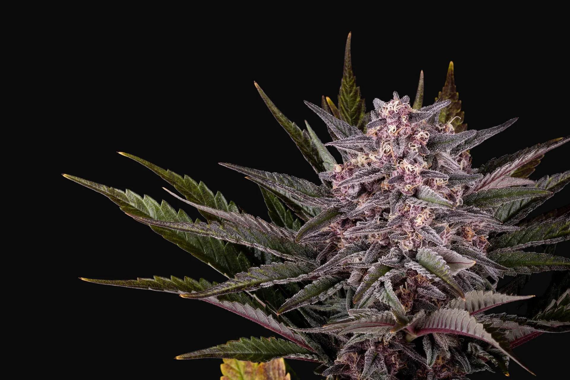 Pink Gelato