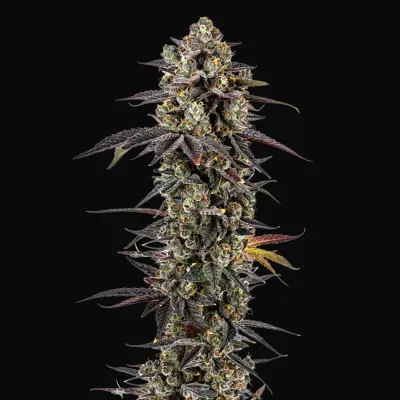 Pink Glitterbomb
