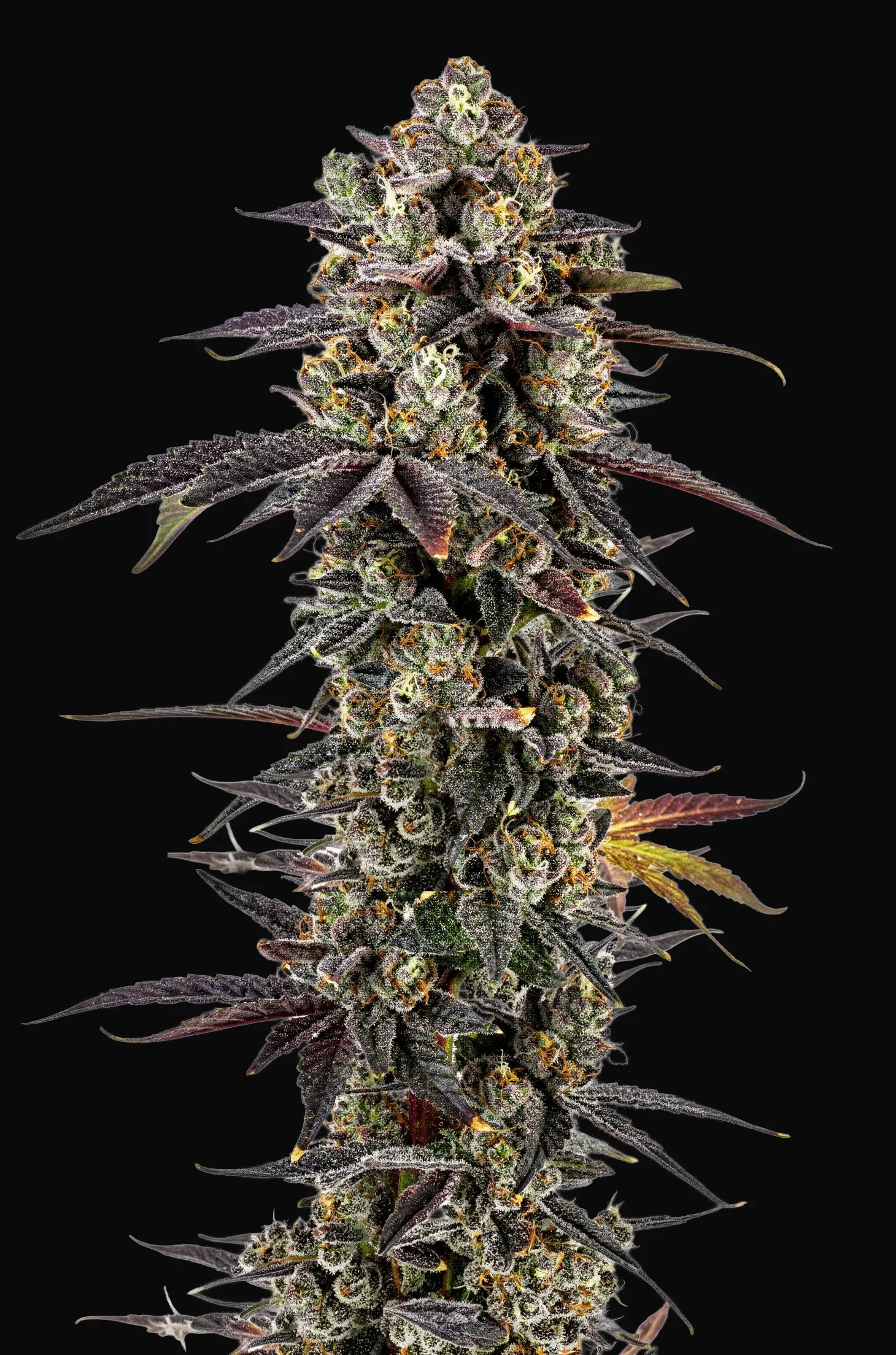 Pink Glitterbomb