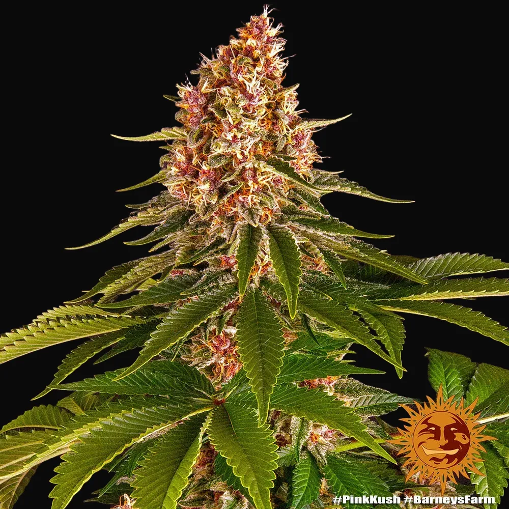 Pink Kush