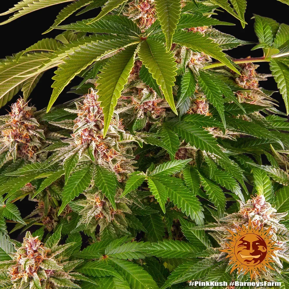 Pink Kush