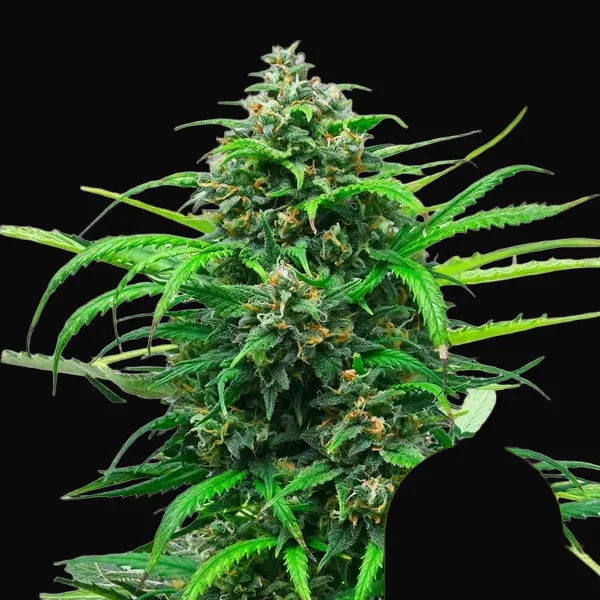 Pink Runtz Auto