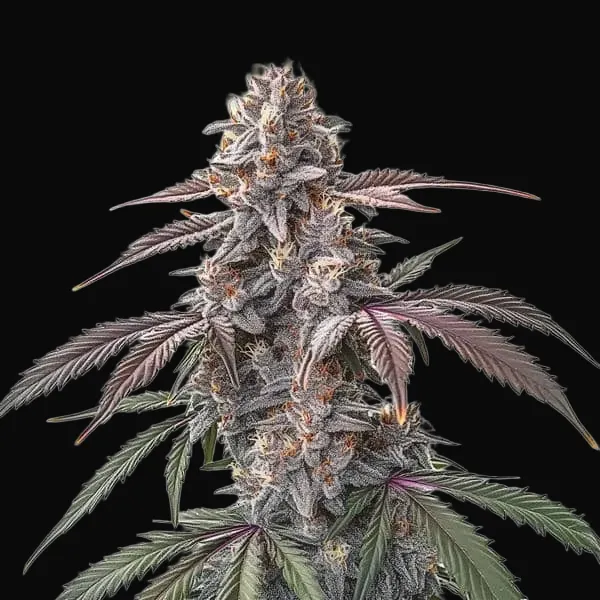 Pinkman Goo