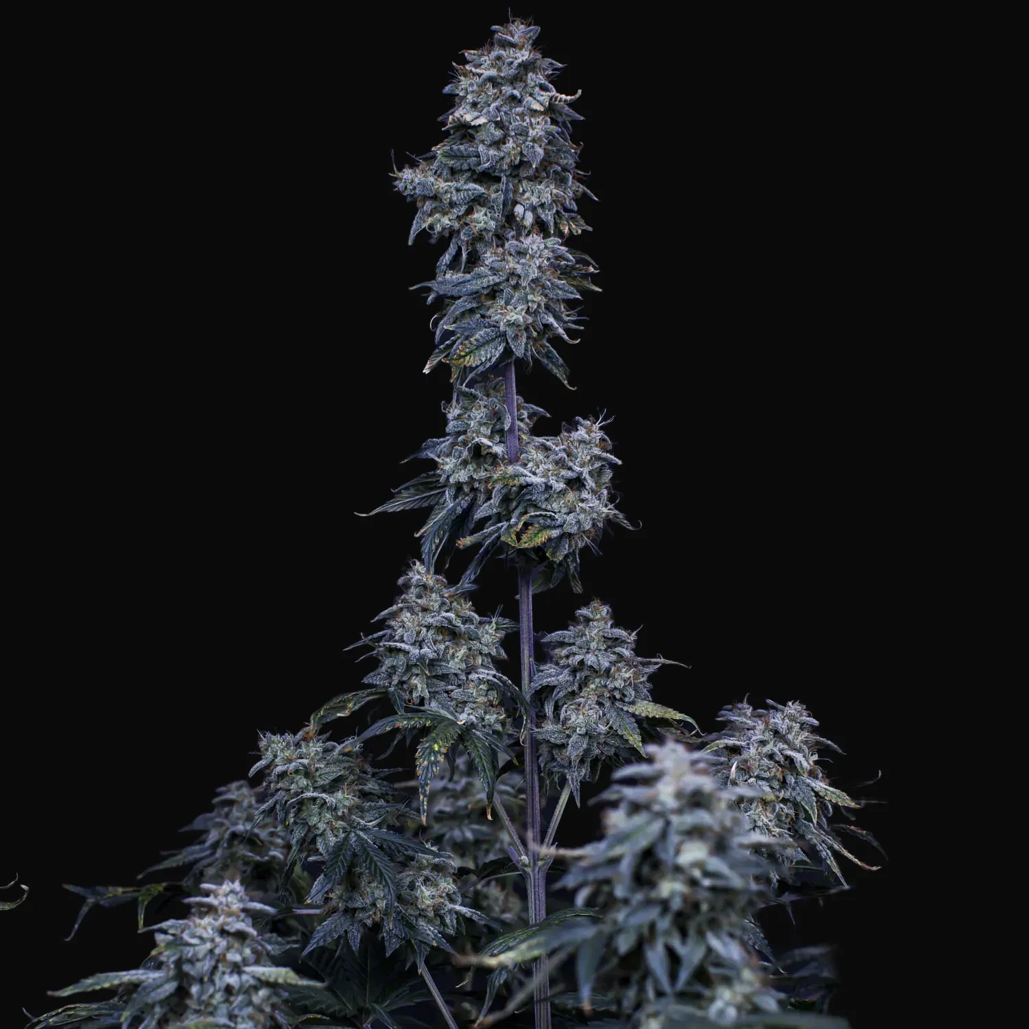 Pinot Noir Auto