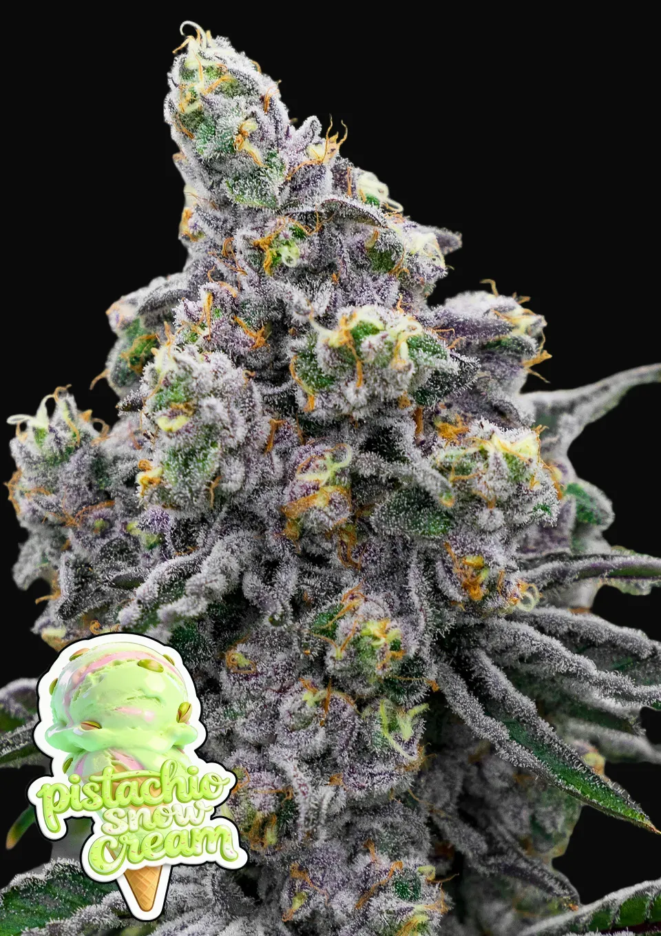 Pistachio Snow Cream
