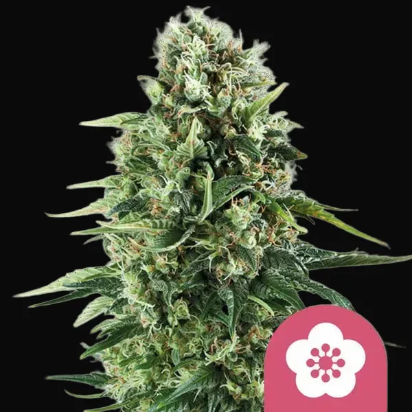 Power Flower