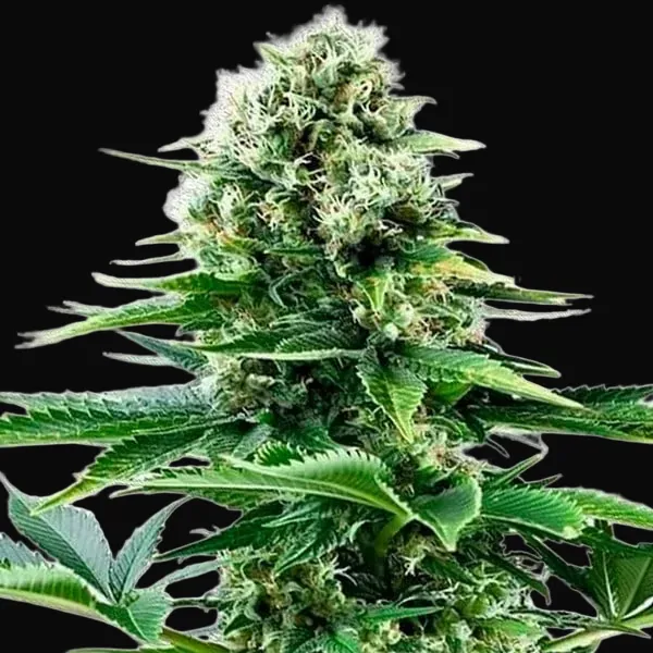 Power Flower