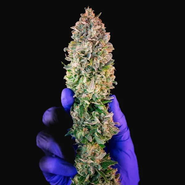 Power Flower