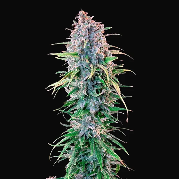 Power Flower