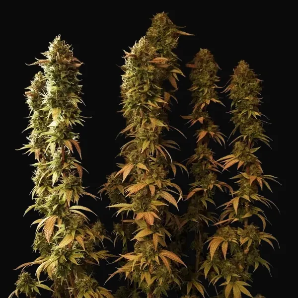 Power Flower