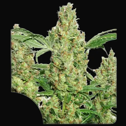 Power Plant Regular