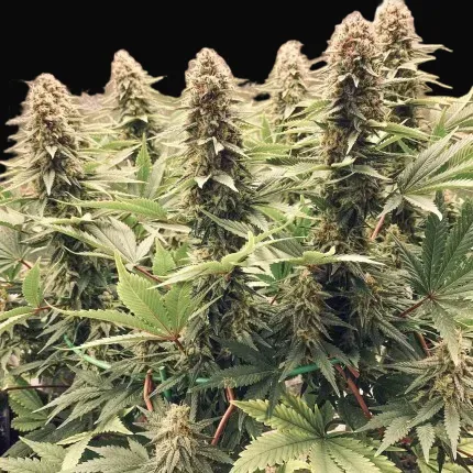 Power Plant Regular