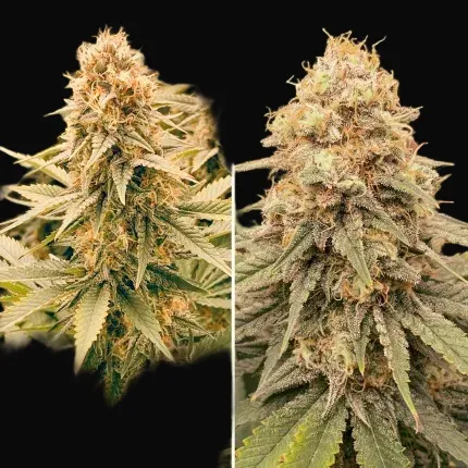 Power Plant Regular
